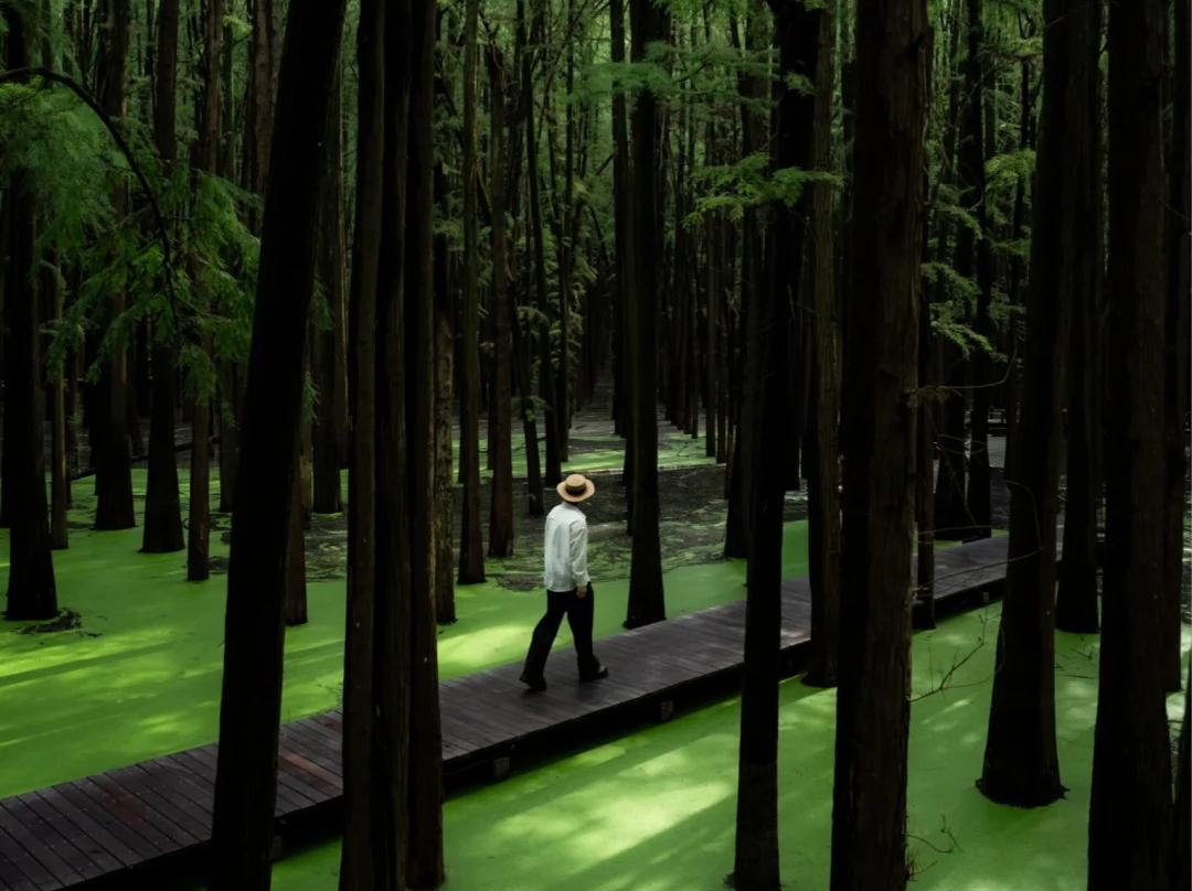 Person strolling on boardwalk in Qingshan Lake water forest Hangzhou Person strolling on boardwalk in Qingshan Lake water forest Hangzhou