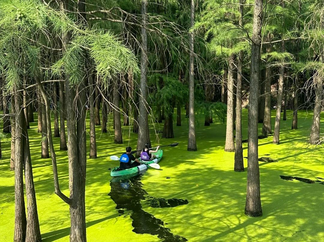 Visitors kayaking through metasequoia forest at Qingshan Lake Hangzhou Visitors kayaking through metasequoia forest at Qingshan Lake Hangzhou