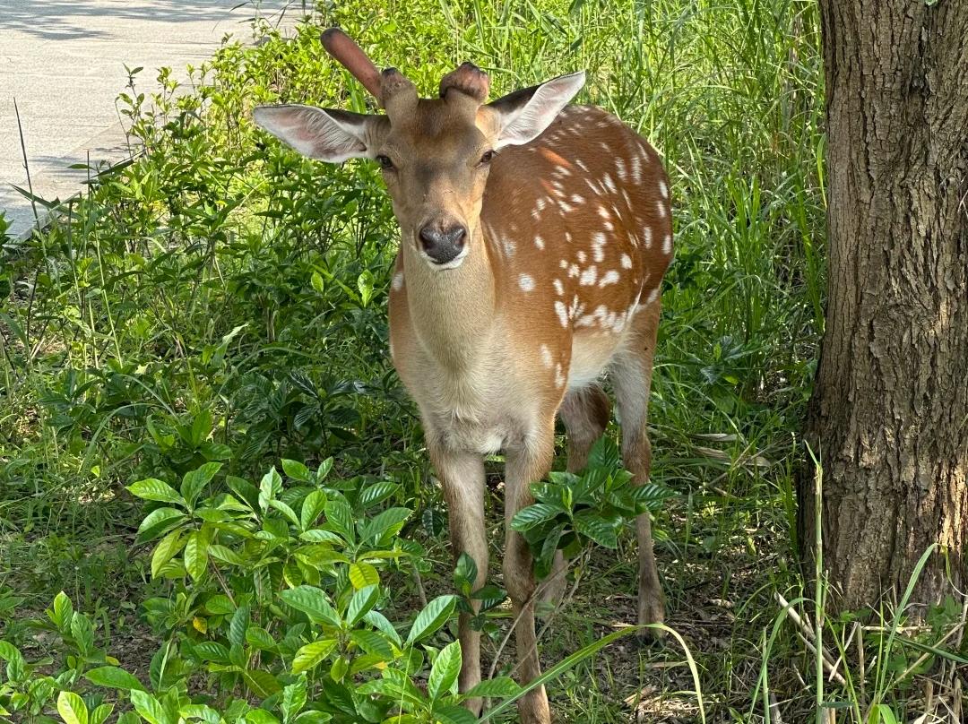 Sika deer surrounded by green plants at Qingshan Lake Hangzhou Sika deer surrounded by green plants at Qingshan Lake Hangzhou