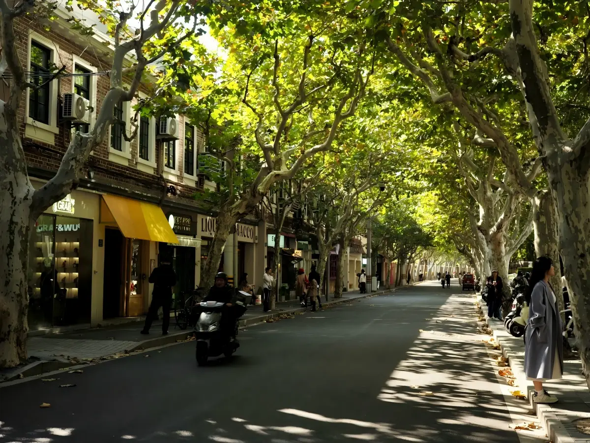 Tree Lined Street Former French Concession Shanghai
