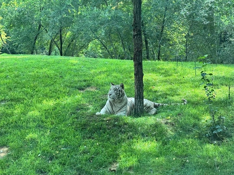 A white tiger at the Beijing Zoo lies on the lawn