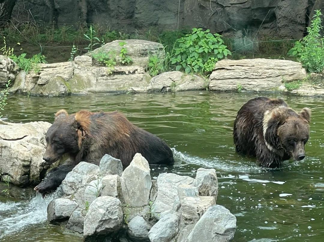 Two Brown Bears Swimming at Beijing Zoo Two Brown Bears Swimming at Beijing Zoo