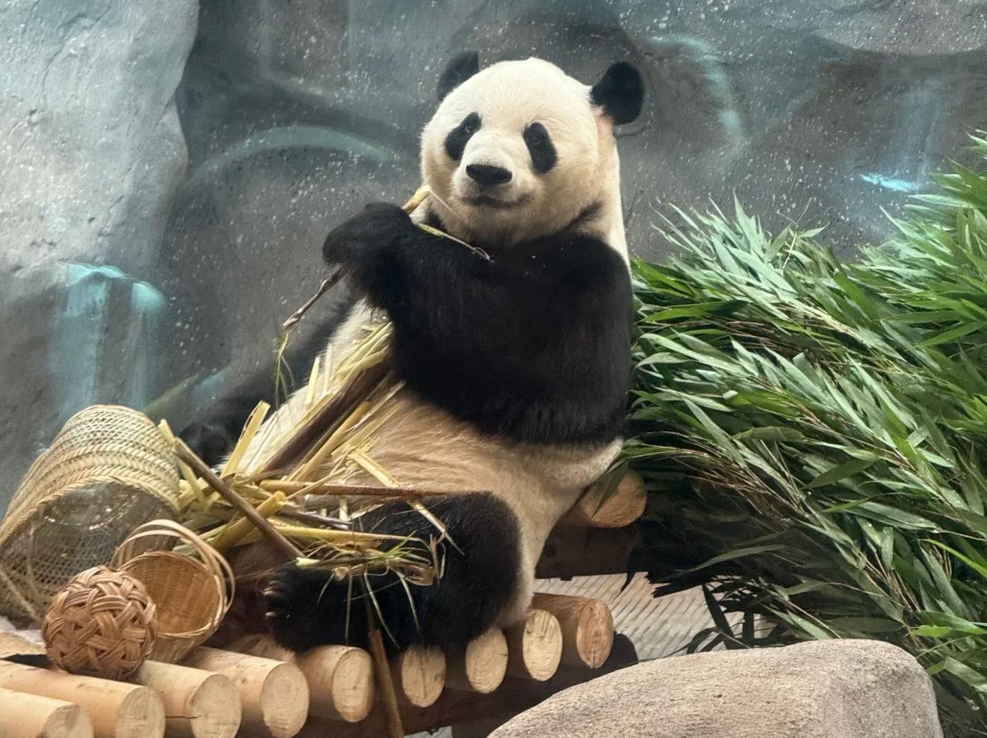 Giant Panda Eating Bamboo Shoots at Beijing Zoo