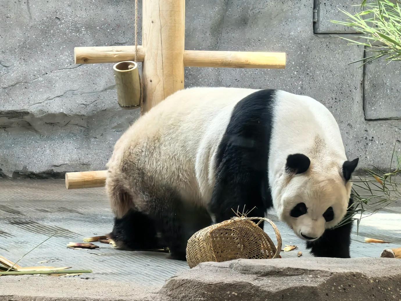 Giant panda with enrichment basket in zoo habitat Giant panda with enrichment basket in zoo habitat