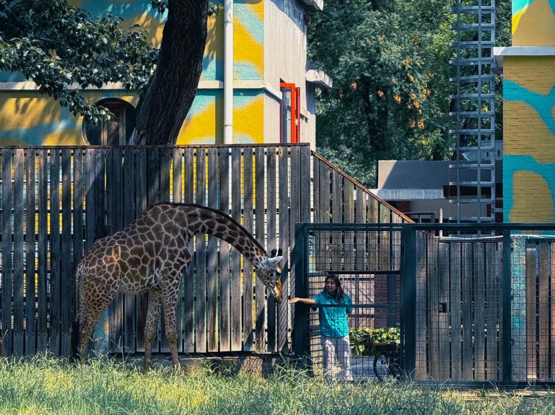 Giraffe interacting with keeper at Beijing Zoo