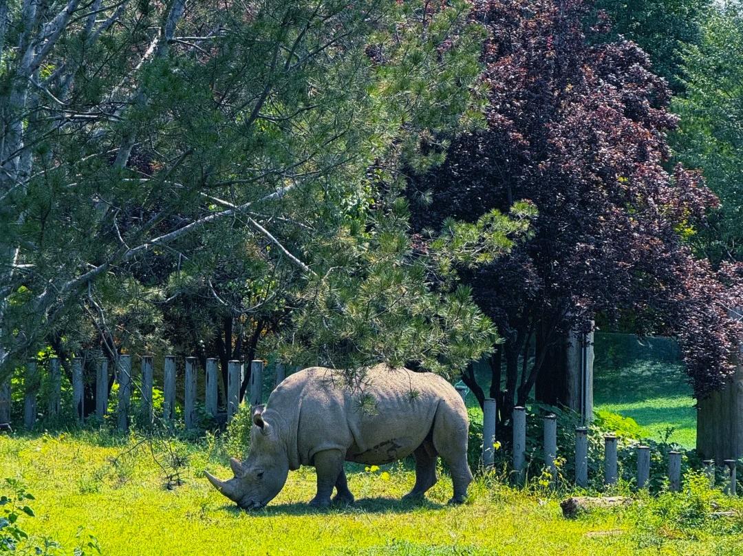 White rhino feeding on grass in zoo habitat White rhino feeding on grass in zoo habitat