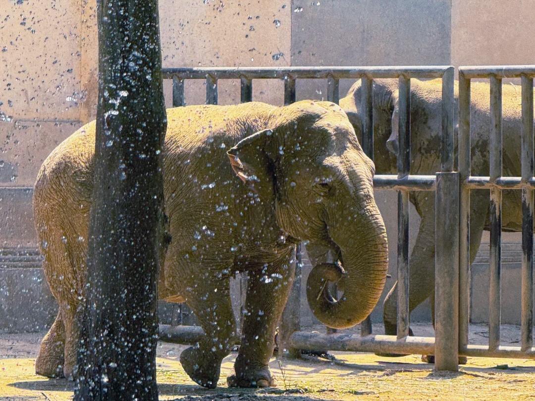 Asian elephants inside zoo exhibit area