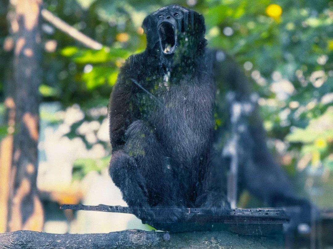 Black gibbon vocalizing on tree branch Black gibbon vocalizing on tree branch