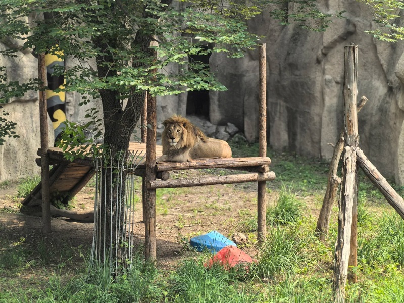 Lion resting on wooden platform in zoo exhibit Lion resting on wooden platform in zoo exhibit