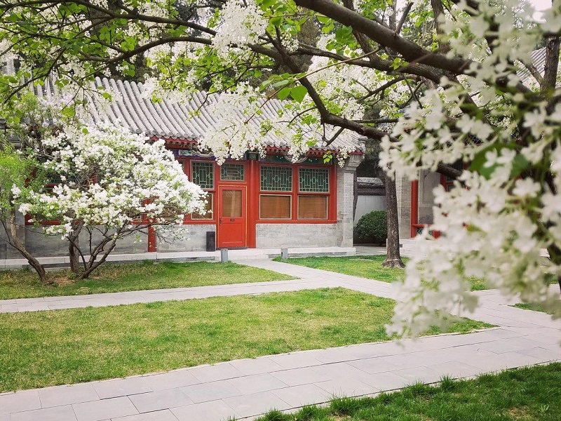 Traditional courtyard view of Aman Beijing hotel with spring blossom trees