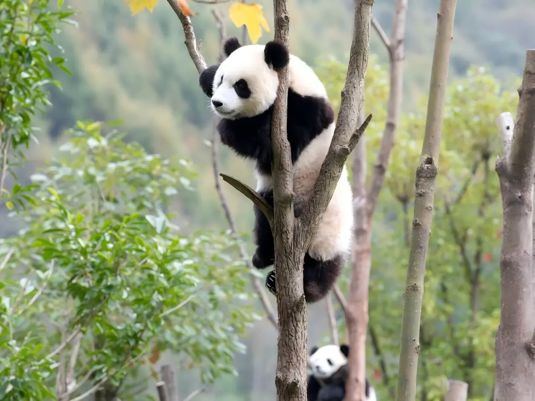 Giant panda climbing tree Giant panda climbing tree
