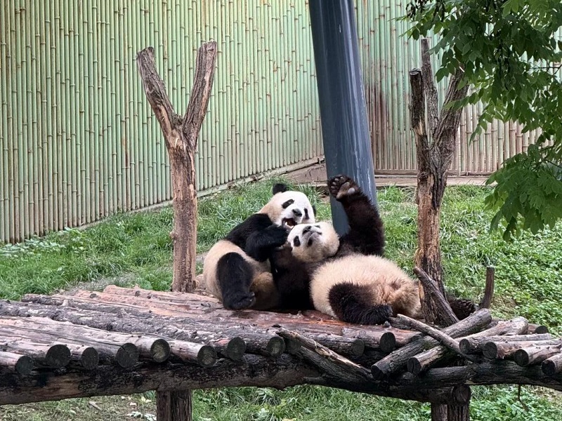 Two giant pandas playing together on wooden log platform