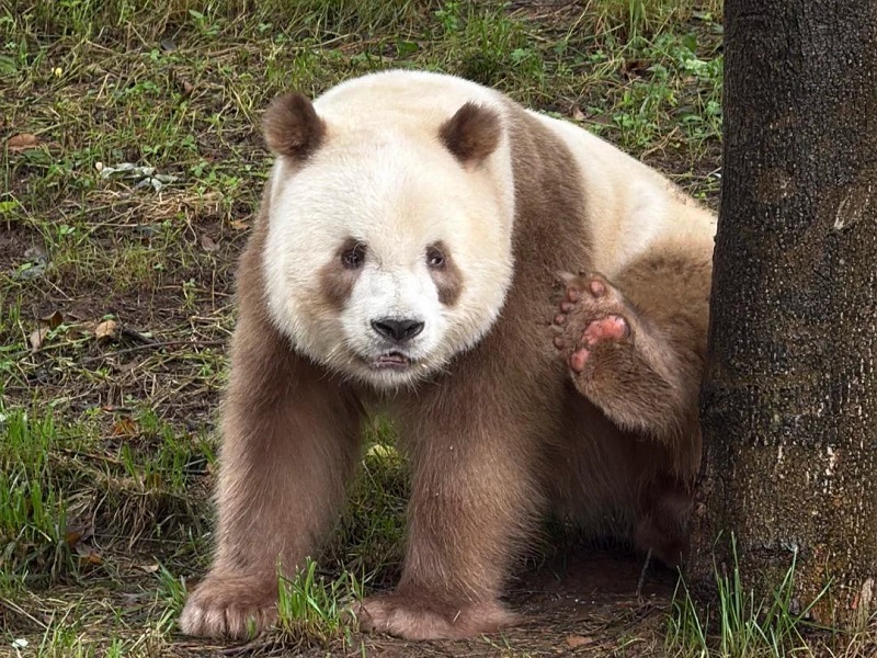 Rare brown giant panda scratching its hind leg at wildlife park