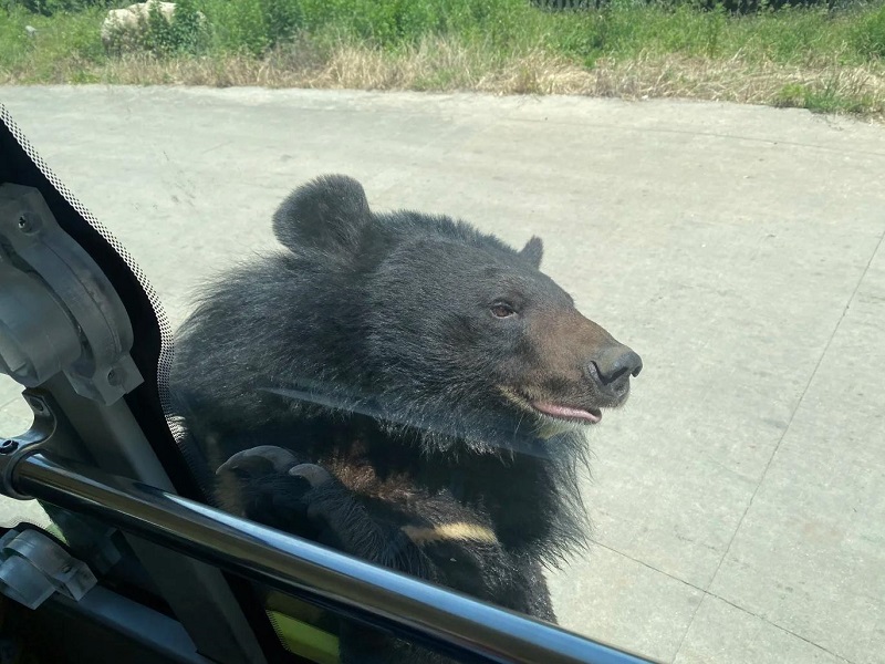 Asiatic black bear peeking at visitors on safari bus in Qinling Wildlife Park