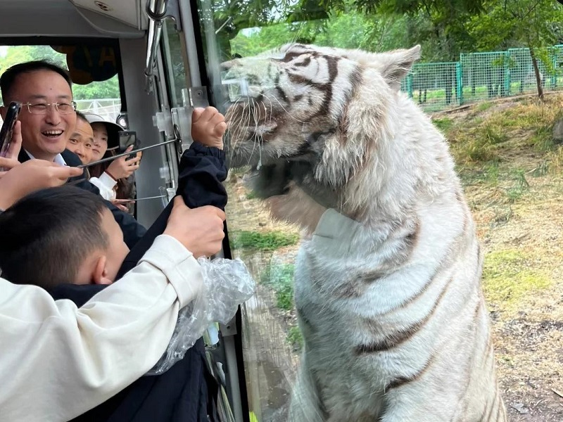 White Bengal tiger next to safari bus glass at Qinling Wild Animal Park