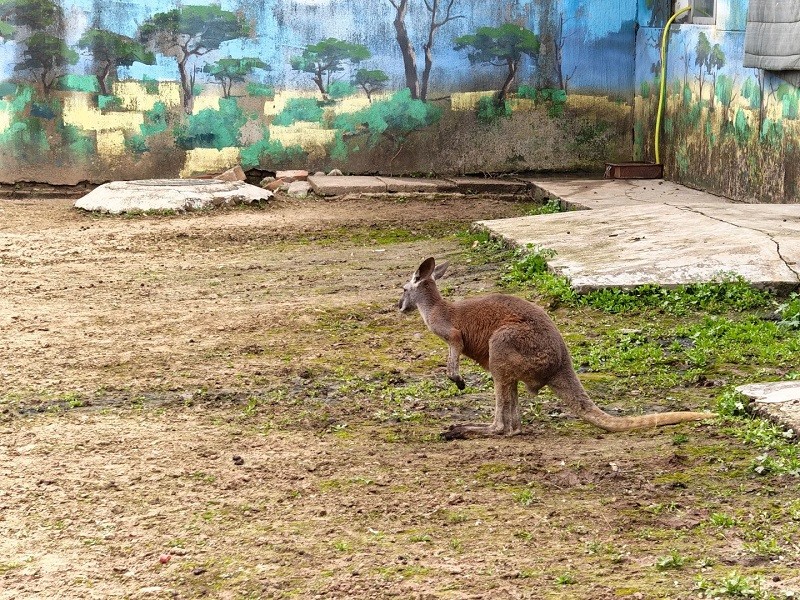Red kangaroo hopping inside zoo enclosure