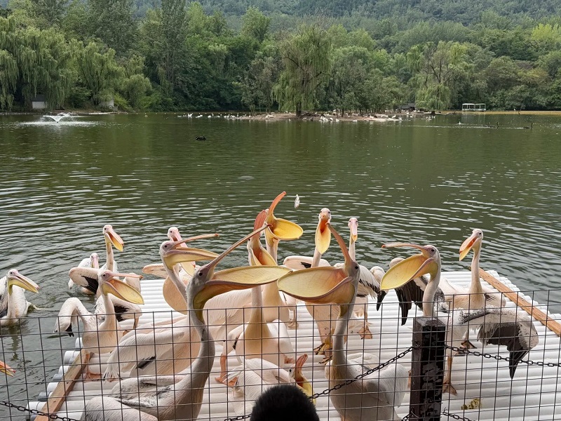 Flock of pelicans waiting for feeding on lake platform