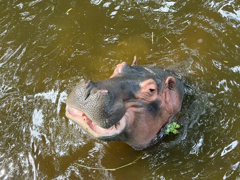 Hippopotamus head popping out of pond water in zoo