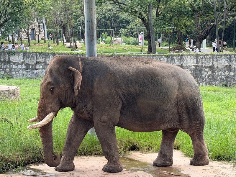 Asian elephant walking across grassy zoo enclosure