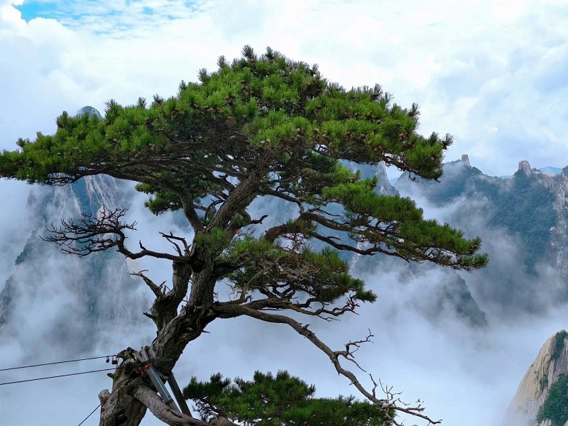 Ancient Pine Tree on Huashan Mountain in Sea of Clouds